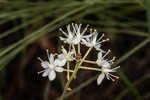 Coastal false asphodel